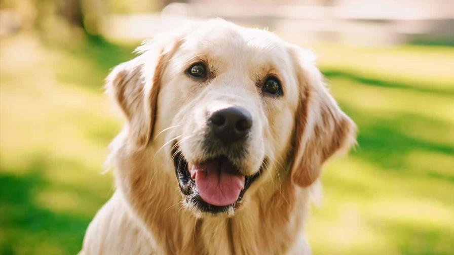 Lanzan programa de protección animal con cédulas georreferenciadas para mascotas en Santiago