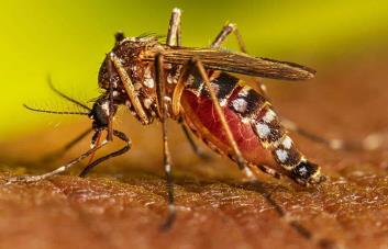 ¿Cómo se transmite el dengue? ¿Cómo se transmite el dengue?