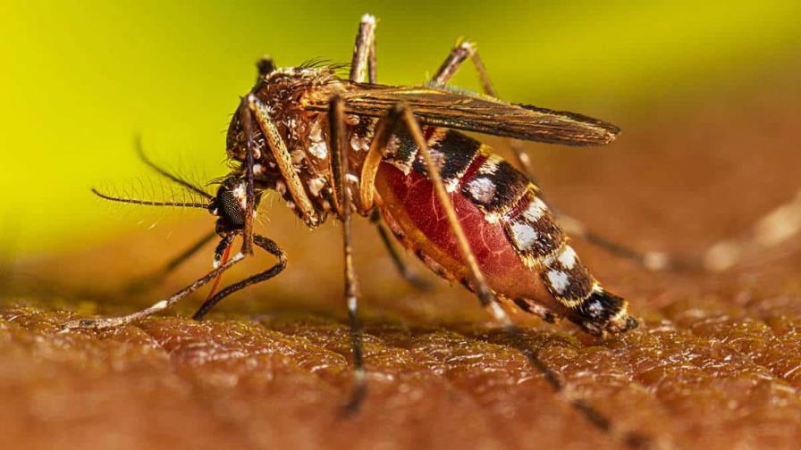 ¿Cómo se transmite el dengue?