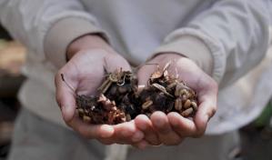 El lujoso caf&eacute; brasile&ntilde;o extra&iacute;do de los excrementos de un p&aacute;jaro