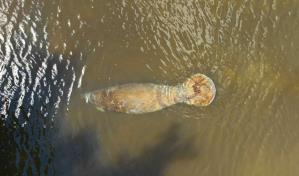 Muerte de manatí muestra la necesidad de mayores controles a embarcaciones