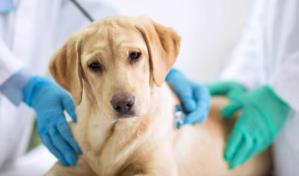 Dan a perrito antídoto contra sobredosis, tras posible ingestión de fentanilo en California