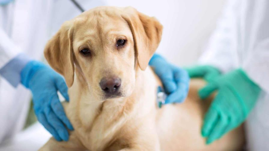 Dan a perrito antídoto contra sobredosis, tras posible ingestión de fentanilo en California