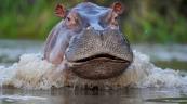 Colombia har&aacute; eutanasia a hipop&oacute;tamos de Pablo Escobar para controlar la especie invasora