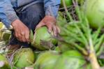 República Dominicana exportará cocos verdes por primera vez a Estados Unidos República Dominicana exportará cocos verdes por primera vez a Estados Unidos