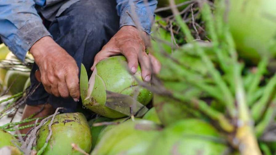 República Dominicana exportará cocos verdes por primera vez a Estados Unidos