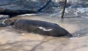 Hallan manatí muerto en Puerto Plata; dentro de tres días podría conocerse la causa