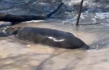 Hallan manatí muerto en Puerto Plata; dentro de tres días podría conocerse la causa