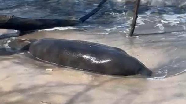 Hallan manatí muerto en Puerto Plata; dentro de tres días podría conocerse la causa