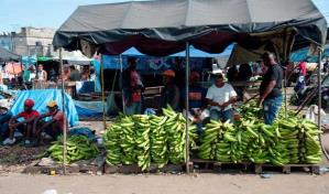 Gobierno suspende exportación de plátanos para garantizar estabilidad de precios