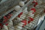 Más de un millón de huevos por día se dejarán de exportar hacia Haití por cierre total de la frontera Más de un millón de huevos por día se dejarán de exportar hacia Haití por cierre total de la frontera