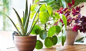 Ideas para decorar con plantas y flores en interiores