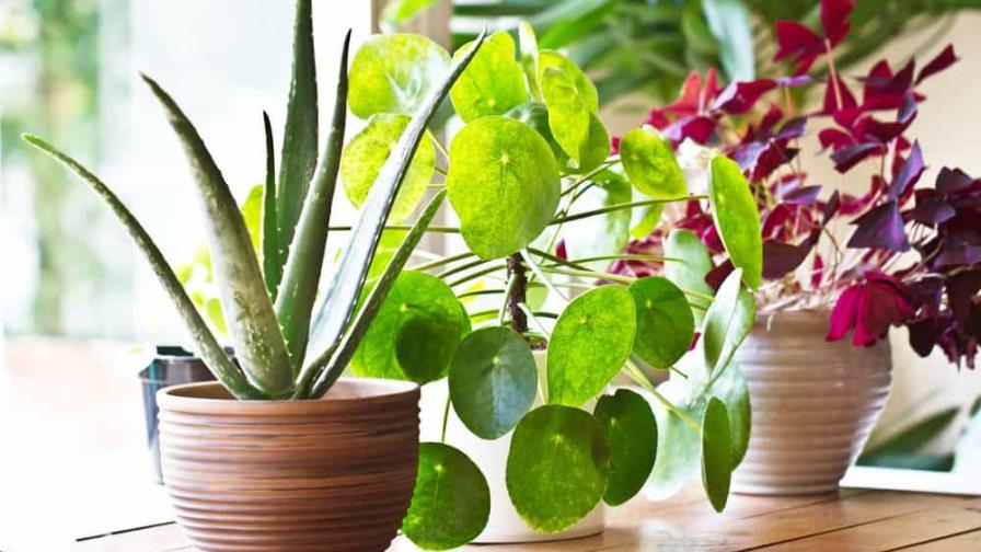 Ideas para decorar con plantas y flores en interiores