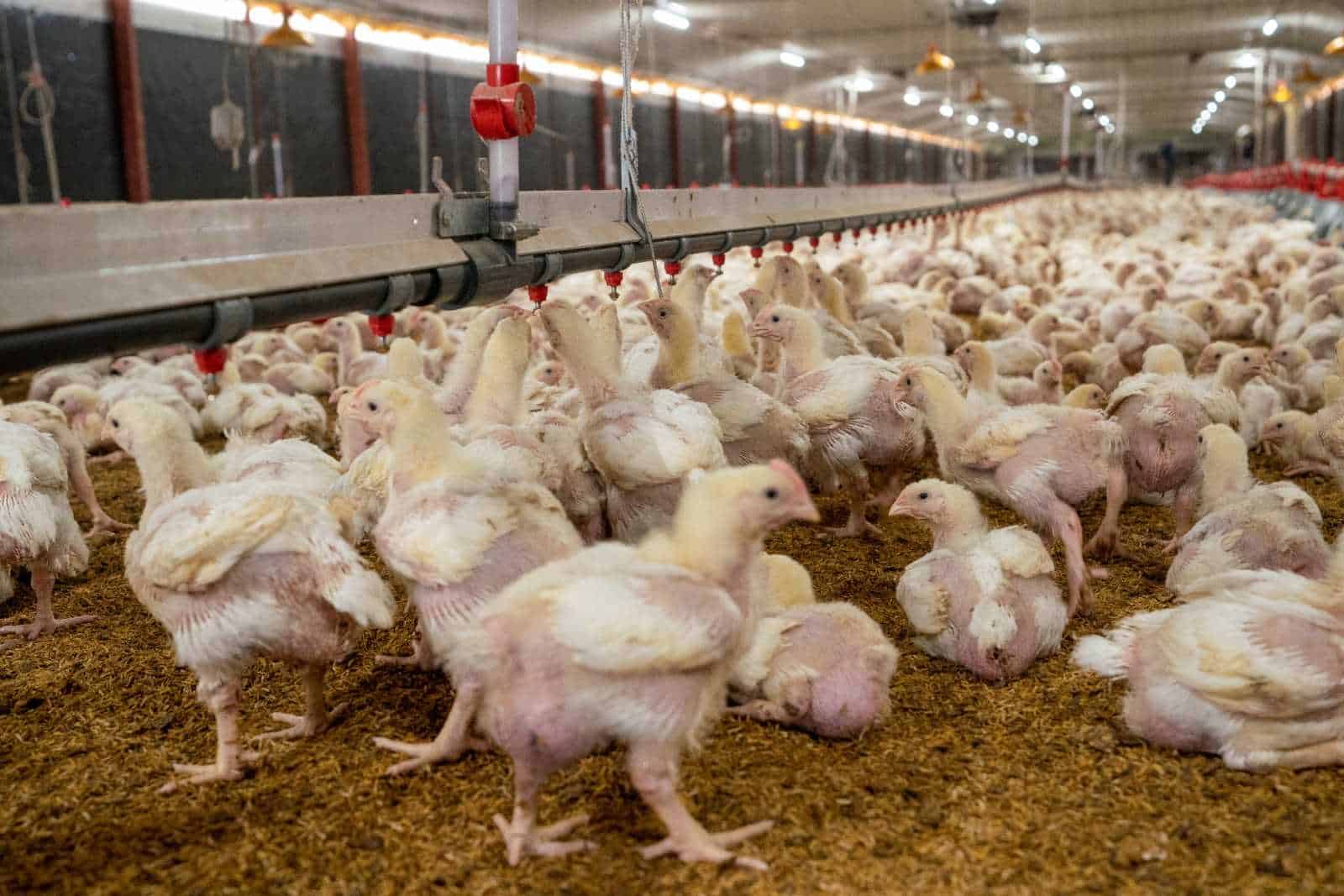 Producción de pollo en el país pasa de los 19 millones de unidades al mes.