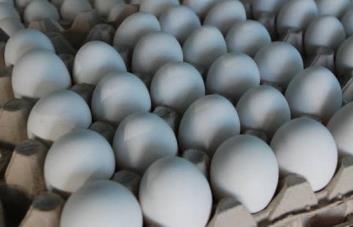 Productores: huevos se están pudriendo en las granjas por cierre de la frontera Productores: huevos se están pudriendo en las granjas por cierre de la frontera