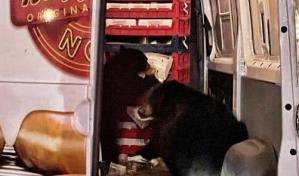 Dos osos saquean camioneta de donas que hacía entregas en Alaska