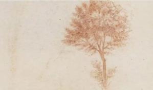 Un nuevo estudio refuta la “regla de los árboles” de Leonardo da Vinci