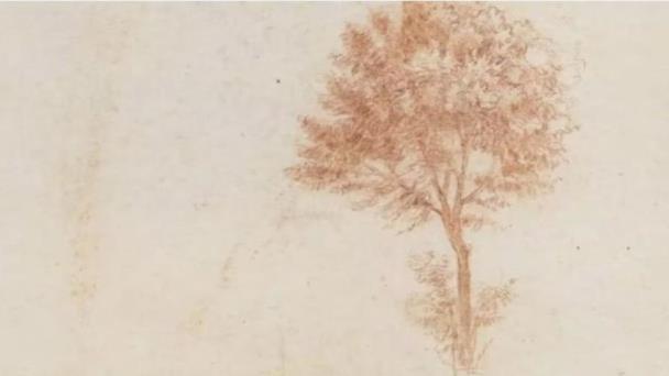 Un nuevo estudio refuta la “regla de los árboles” de Leonardo da Vinci
