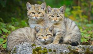 Australia le declara la guerra a los gatos para salvar a sus animales nativos