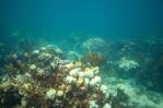 Alertan sobre blanqueamiento masivo de corales en República Dominicana