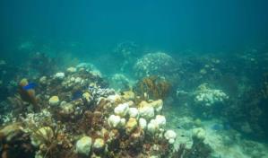 Alertan sobre blanqueamiento masivo de corales en República Dominicana