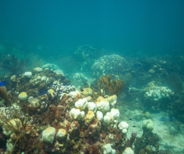 Alertan sobre blanqueamiento masivo de corales en República Dominicana