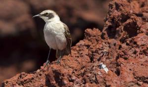 El parque Nacional Galápagos confirma influenza aviar en los análisis a aves muertas en varias islas
