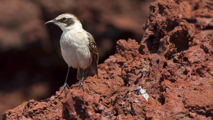 El parque Nacional Galápagos confirma influenza aviar en los análisis a aves muertas en varias islas