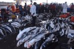El cambio climático devora el hábitat de los grandes peces del océano El cambio climático devora el hábitat de los grandes peces del océano
