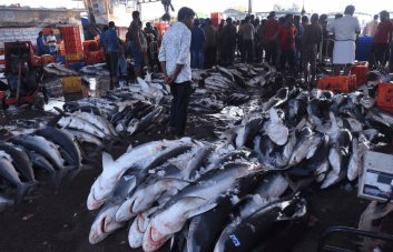 El cambio climático devora el hábitat de los grandes peces del océano