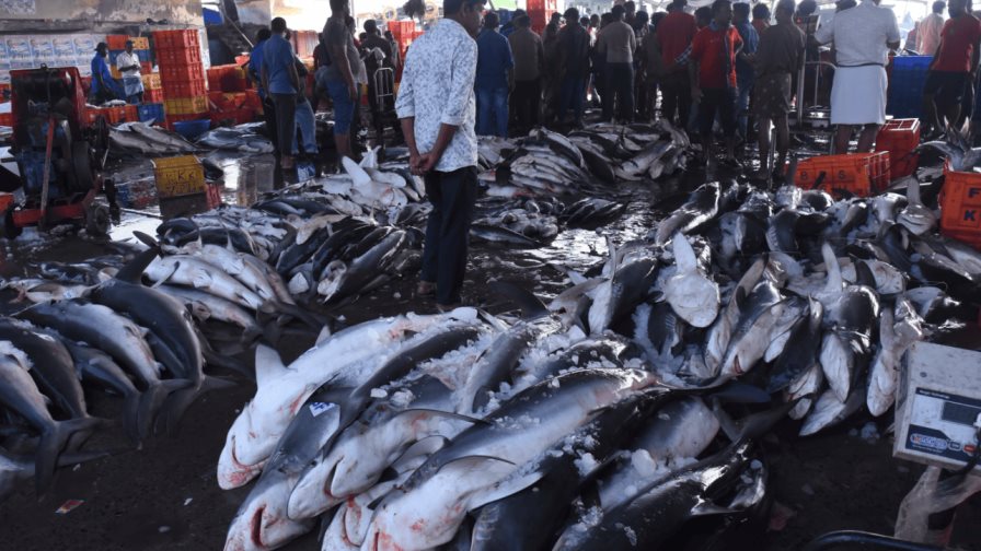 El cambio climático devora el hábitat de los grandes peces del océano