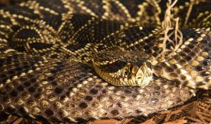 Hospitalizada en estado muy grave una mujer a la que mordió una serpiente en Florida