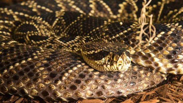 Hospitalizada en estado muy grave una mujer a la que mordió una serpiente en Florida