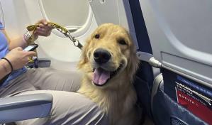 Cachorros entrenados para ser asistentes se ganan las alas en un aeropuerto cerca de Detroit