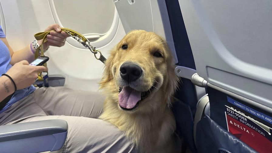 Cachorros entrenados para ser asistentes se ganan las alas en un aeropuerto cerca de Detroit