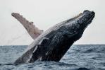 La inteligencia artificial se alía con ballenas y delfines para protegerlos de los barcos La inteligencia artificial se alía con ballenas y delfines para protegerlos de los barcos