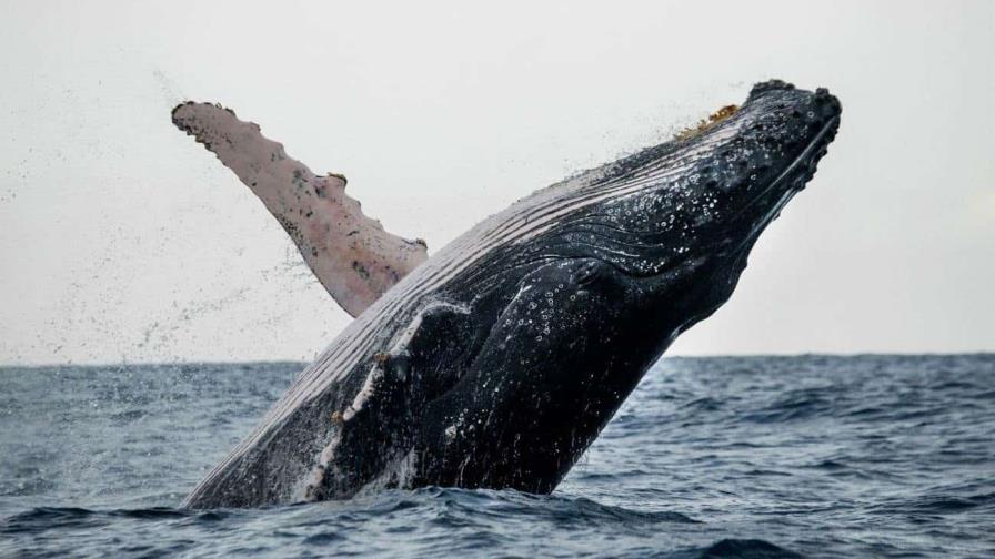 La inteligencia artificial se alía con ballenas y delfines para protegerlos de los barcos