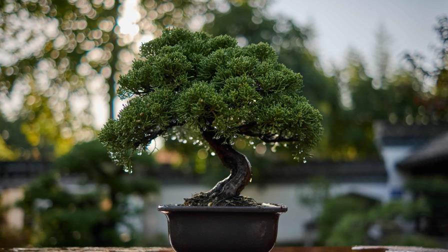 El arte del bonsái: lo que debes saber