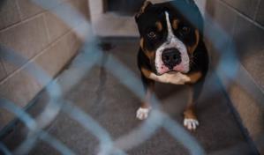 Un hombre se enfrenta a más de 180 cargos por maltrato animal en Miami