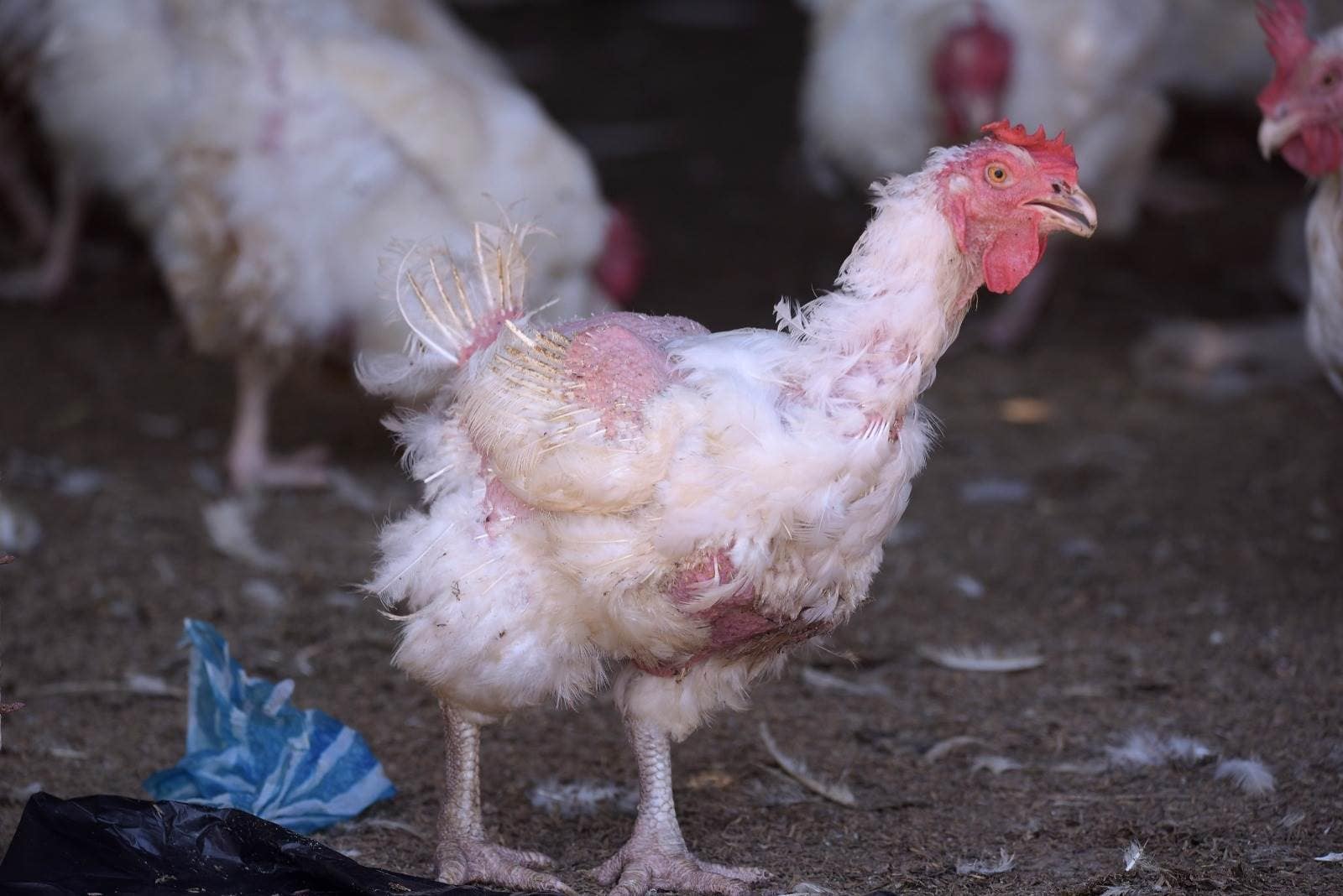 Las gallinas requieren climas mas frescos para sobrevivir.