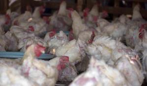 Avicultor regaló más de 100 gallinas para evitar que murieran con las altas temperaturas de Dajabón