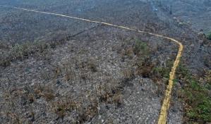 Incendio provocado calcina un proyecto de reforestación en la Amazonía