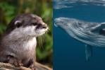 Ballenas y nutrias en EEUU son altamente vulnerables por el cambio climático, según NOAA Ballenas y nutrias en EEUU son altamente vulnerables por el cambio climático, según NOAA