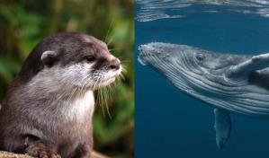 Ballenas y nutrias en EEUU son altamente vulnerables por el cambio climático, según NOAA
