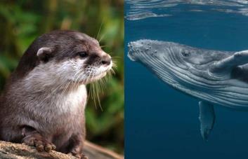 Ballenas y nutrias en EEUU son altamente vulnerables por el cambio climático, según NOAA