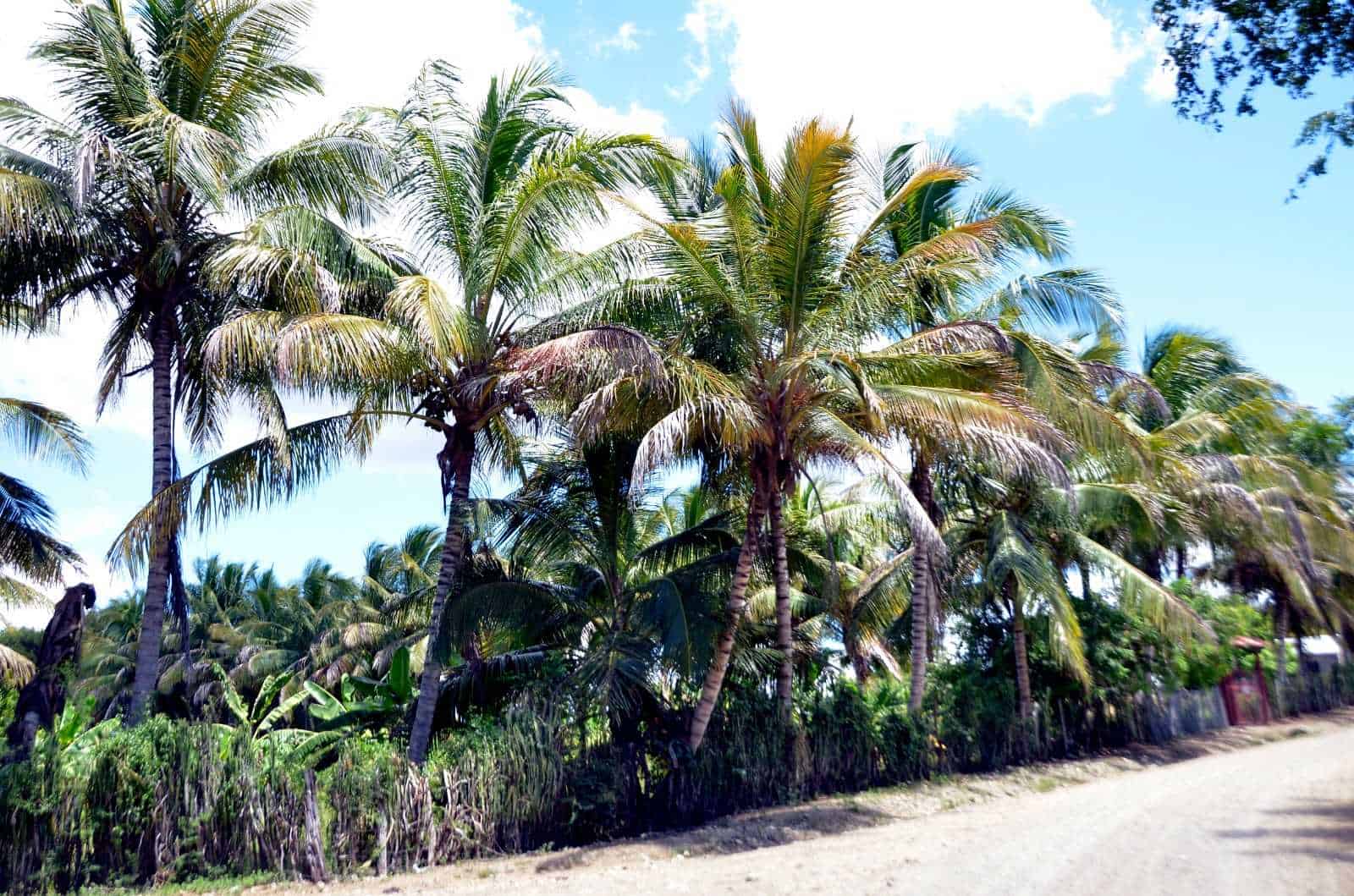 El coco es parte de la producción agrícola en Cañongo.