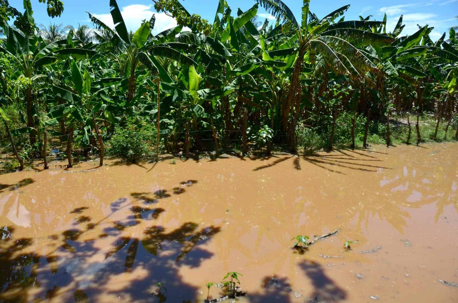 El río Masacre penetra a un cultivo de plátanos en Cañongo. 