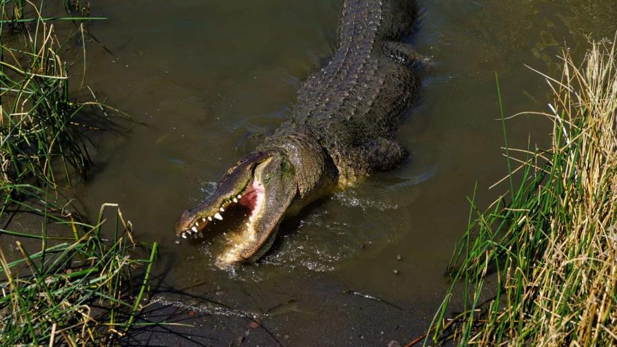 Macabro hallazgo | Cocodrilo de 13 pies captado con restos humanos en un lago de Florida