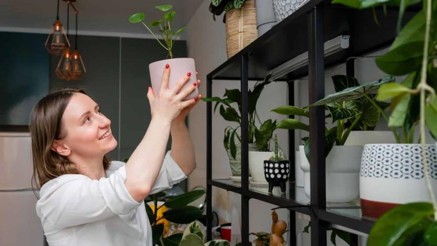 Las plantas ideales para purificar el aire en tu hogar