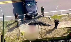Identifican a mujer de 41 años como víctima mortal de posible ataque de caimán en Florida